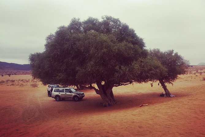 Agadir Trip To Mini Desert / Safari Tour - Pricing and Booking Details