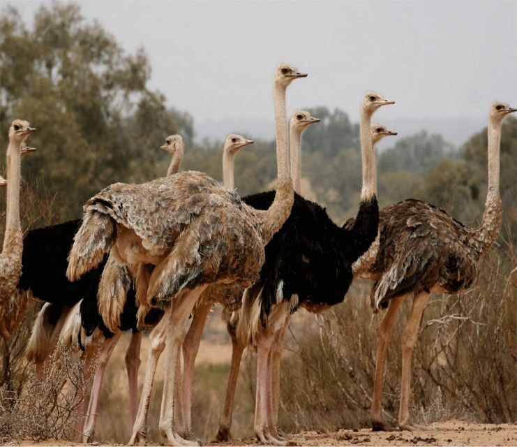 Agadir: Visit National Park & Sahara Desert Including Lunch - Wildlife Encounters and Exploration