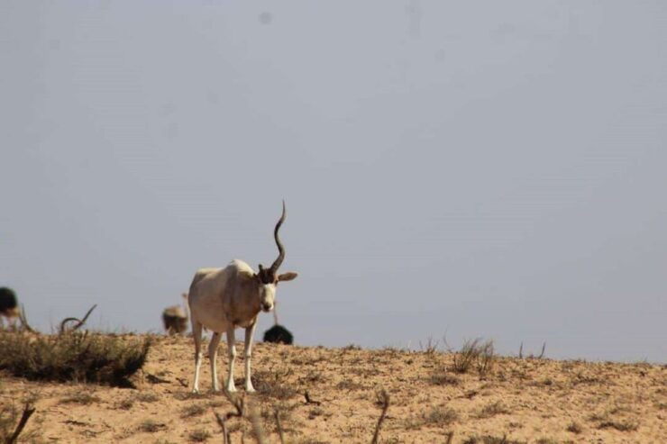 Agadir: Visit The Souss Massa National Park & Sahara Desert - Booking Details