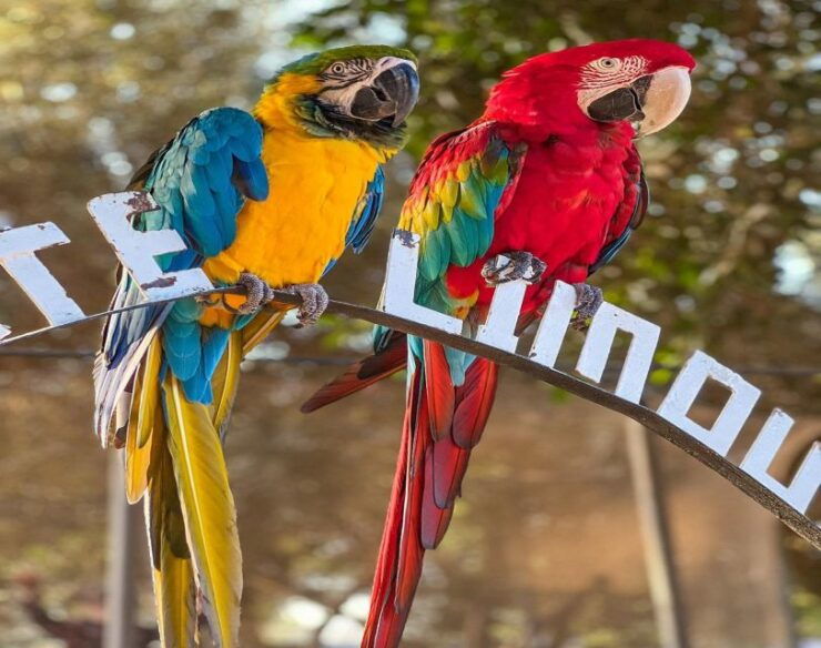 Agadir: Visit Villate Limoune Ticket & Hotel Pickup Included - Ticket Details