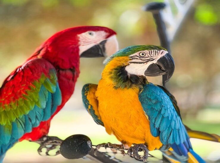 Agadir: Visit Villate Limoune Ticket & Hotel Pickup Included - Experience Highlights