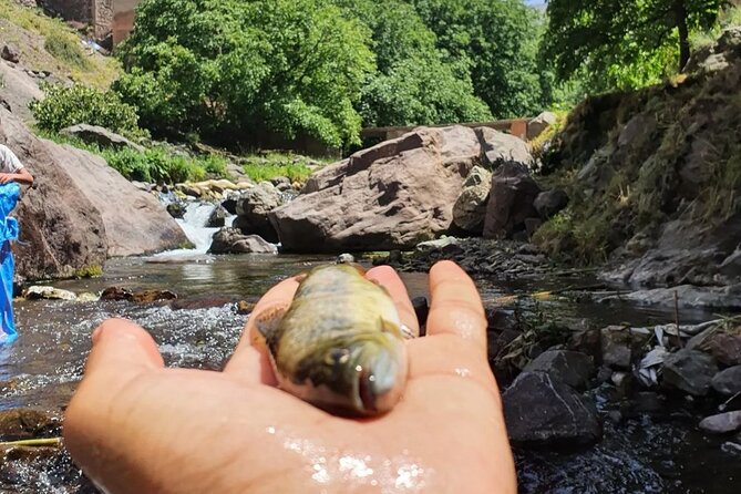 Agafay Desert and Atlas Mountains Camel Ride Day Trip - The Sum Up