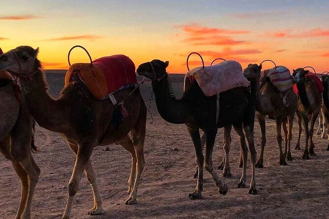 Agafay Desert-And Atlas Mountains & Camel-Trek-Day Trip From Marrakech - Booking Information