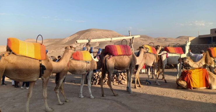 Agafay Desert Camel Ride With Lunch - Booking Information