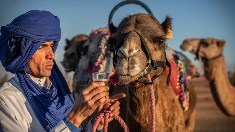 Agafay Desert Sunset Camel Ride & Dinner Experience - A sunset ride across Agafay’s stony ground