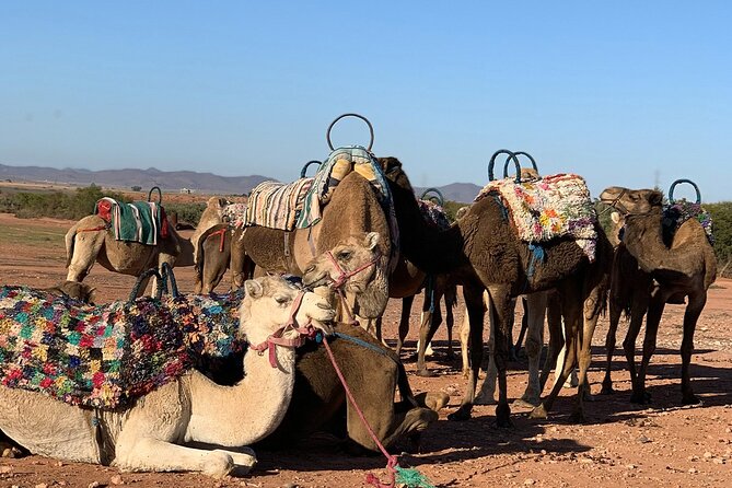 Agafay Magical Dinner With Camel Ride - Important Reminders