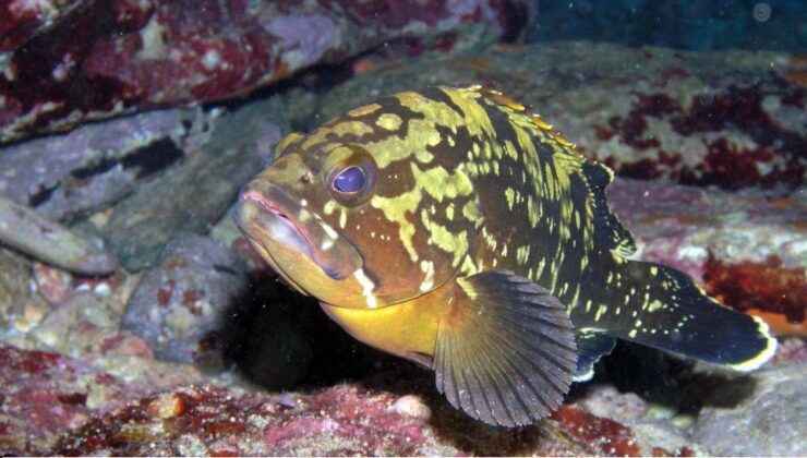 Agia Pelagia: Introduction to Scuba Diving (2 Dives) - Activity Details
