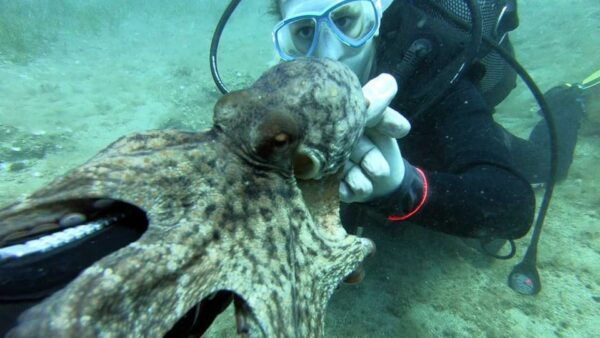Agia Pelagia: PADI Open Water Diver International Course - Frequently Asked Questions