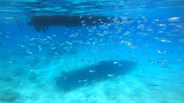 Agios Nikolaos: Blue Caves and Navagio Bay Swim Cruise - Booking and Pricing Information