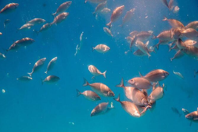 Agios Nikolaos Semisubmersible Mediterranean Trip  - Crete - Reviews and Ratings