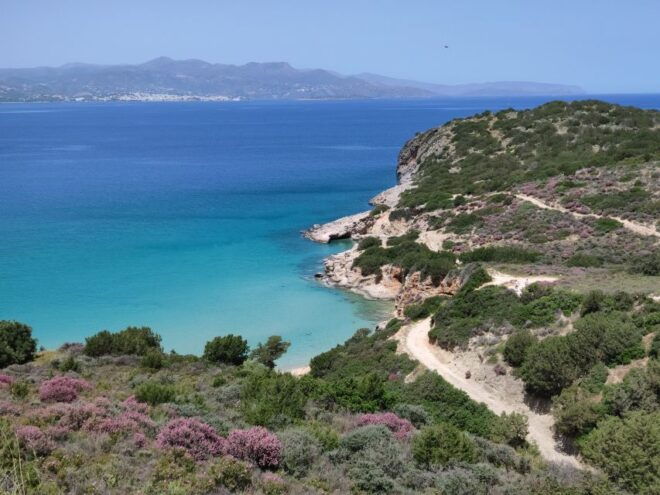 Agios Nikolaos: Toplou and Vai Palm Beach Day Trip - Palm Forest of Vai