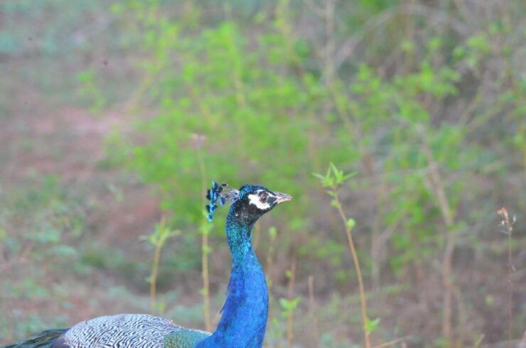 AGN Yala Safari - Leopard Tours - Booking Details