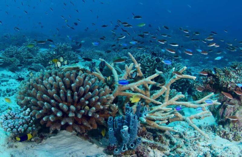 Agnes/1770: Southern Great Barrier Reef Scuba Diving Trip - Good To Know  