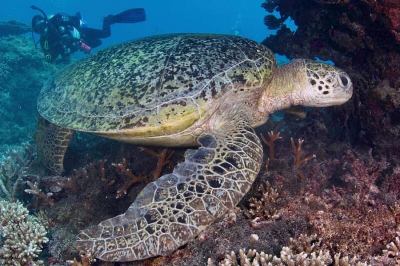 Agnes/1770: Southern Great Barrier Reef Scuba Diving Trip - FAQ  