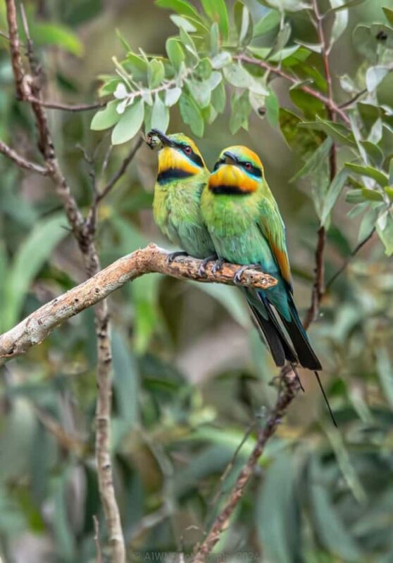 Agnes Water: BushTracks Eco Tour with local guide - Practical Tips & What To Bring