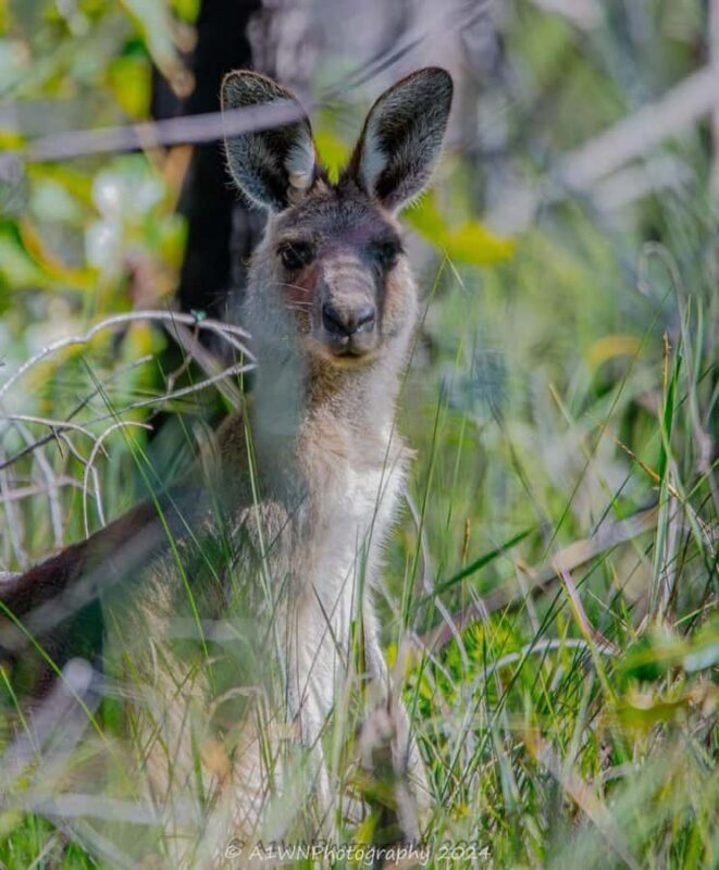 Agnes Water: BushTracks Eco Tour with local guide - Pricing & Value