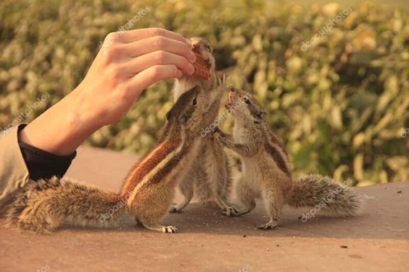 Agra: Agra Fort Private Guided Tour with Squirrel Feeding - The Squirrel Feeding Experience: A Delightful Detour