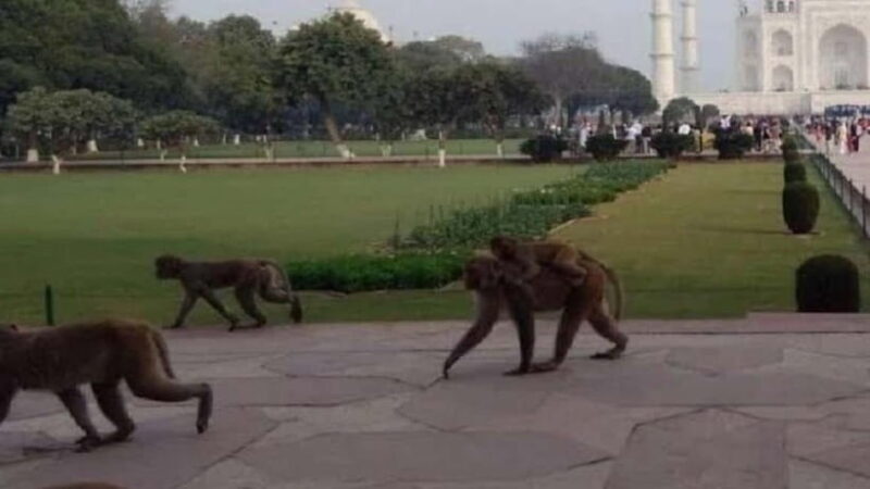 Agra: Monkey Safari Guided Walking Tour - Good To Know