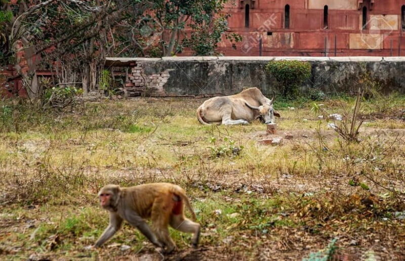 Agra: Monkey Safari Guided Walking Tour - Why This Tour Offers Good Value