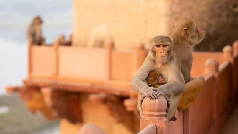 Agra: Monkey Safari Guided Walking Tour - An In-Depth Look at the Monkey Safari Guided Walking Tour