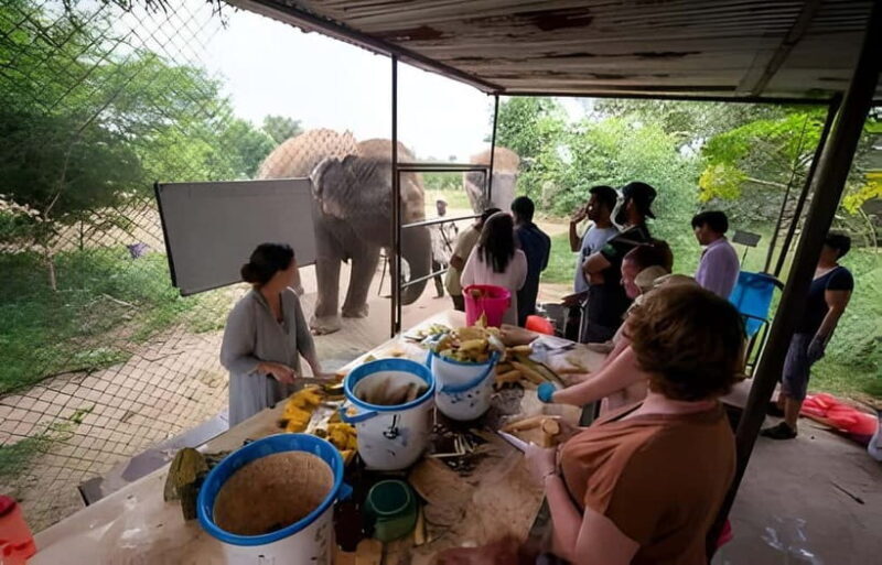 Agra: Taj Mahal, Agra & Elephant SOS Full or Half Day Tour - Good To Know