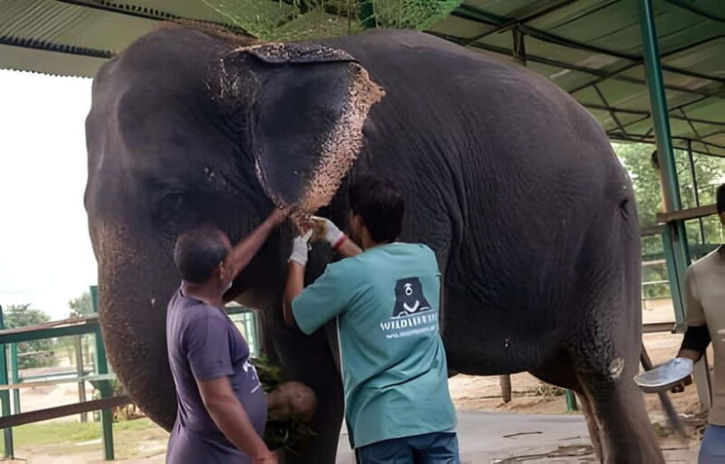 Agra: Taj Mahal, Agra & Elephant SOS Full or Half Day Tour - FAQ