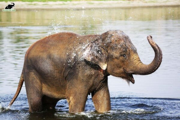 Agra: Taj Mahal Skip-The-Line Sunrise Tour With Wildlife SOS - The Sum Up