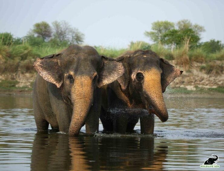 Agra: Taj Mahal Skip-The-Line Sunrise Tour With Wildlife SOS - Activity Details