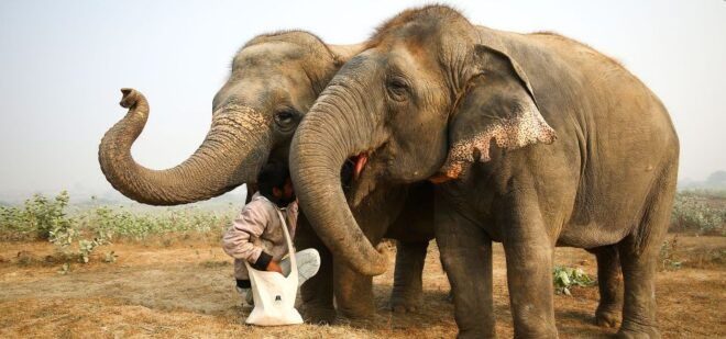 Agra: Taj Mahal Skip-The-Line Sunrise Tour With Wildlife SOS - Additional Information