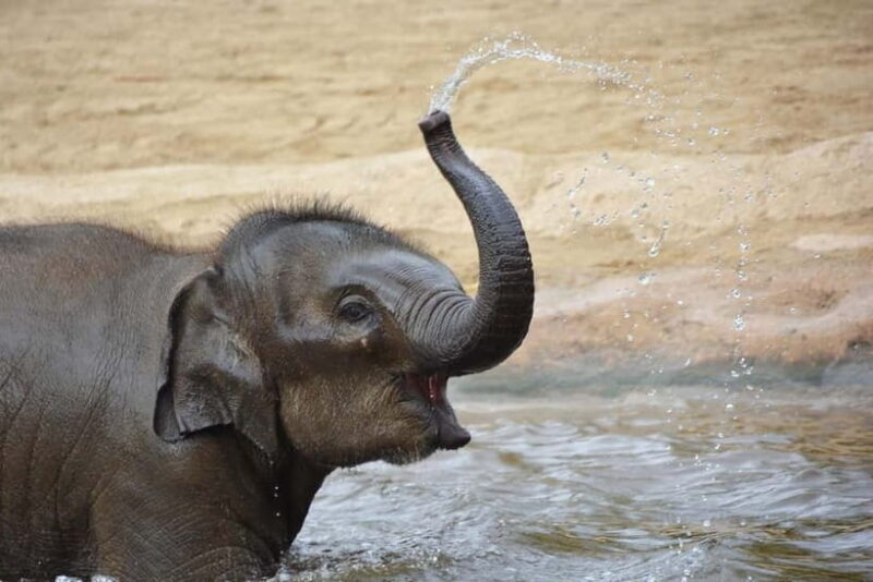 Agra: Taj Mahal Sunrise Tour with Elephant Sanctuary - Frequently Asked Questions