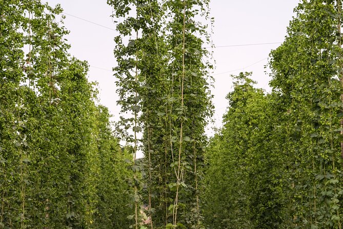 Agricultural Brewery Tour in the Roman Countryside - What To Expect