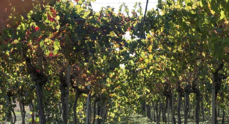 Agrigento: Vineyards and Wine Tasting Experience - What to Expect from the Agrigento Vineyard and Wine Tasting Tour