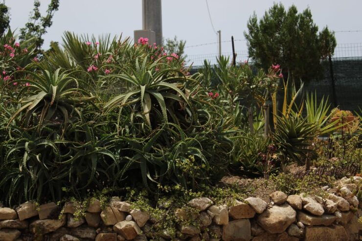 Agrigento: Wine Tasting and Walk in the Vineyards. - Itinerary and Transportation Options