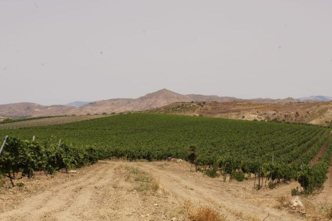 Agrigento: Wine Tasting and Walk in the Vineyards. - Tour Highlights and Scenic Views