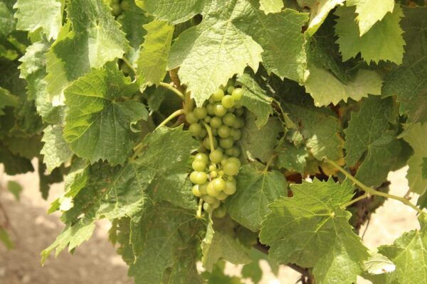 Agrigento: Wine Tasting and Walk in the Vineyards. - Local Tips and Recommendations
