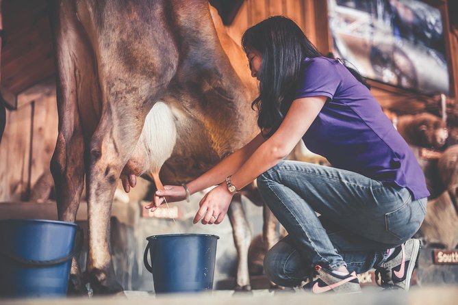 Agrodome Farm Experience Including Farm Show and Farm Tour - Rotorua - Cancellation Policy for the Agrodome Farm Experience