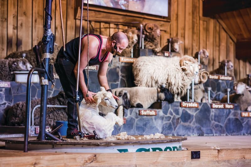 Agrodome Farm Show and Tour Ticket in Rotorua - What makes this farm visit worthwhile