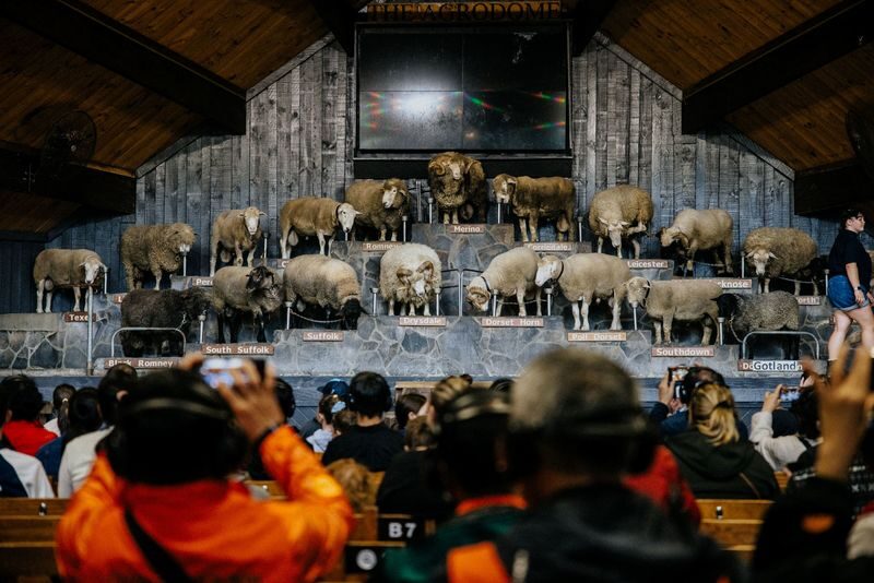 Agrodome Farm Show and Tour Ticket in Rotorua - The Farm Show turns farming into a lively lesson