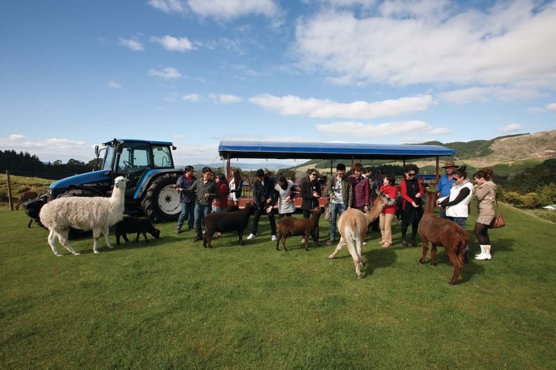 Agrodome Farm Show and Tour Ticket in Rotorua - The tractor tour makes the farm feel real