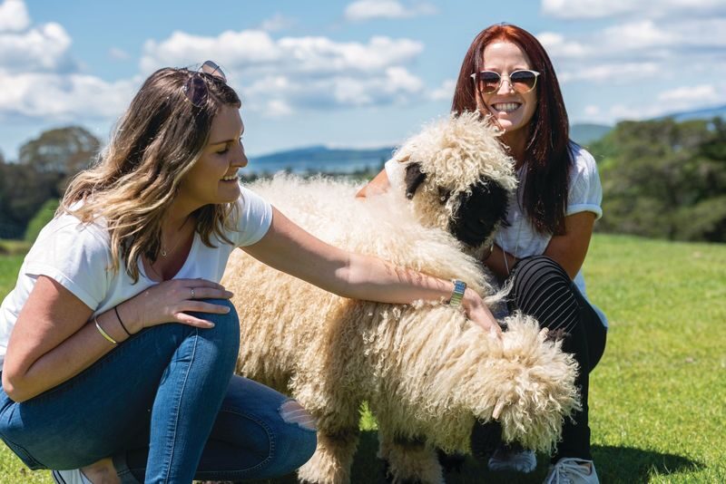 Agrodome Farm Show and Tour Ticket in Rotorua - Getting there and planning your visit