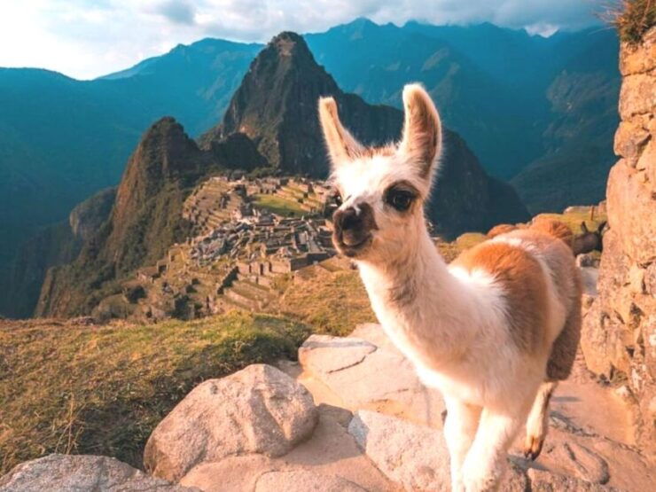 Aguas Calientes: Machu Picchu Ticket, Bus, and Private Guide - Activity Details
