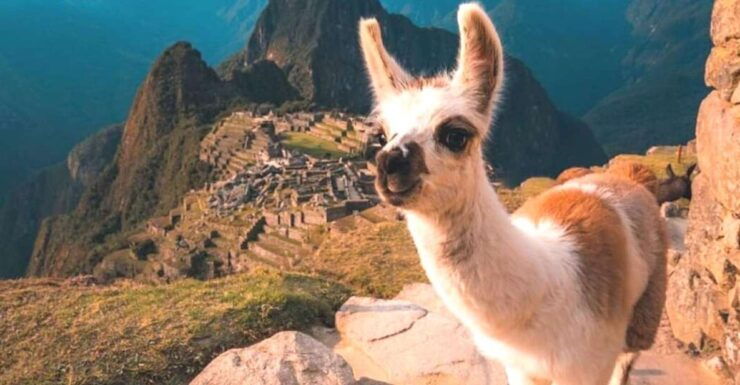 Aguas Calientes: Machu Picchu Ticket, Bus, and Private Guide - Experience Highlights