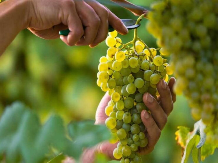 Aguascalientes: Blind Tasting at Hacienda De Letras Vineyard - Transportation and Pickup