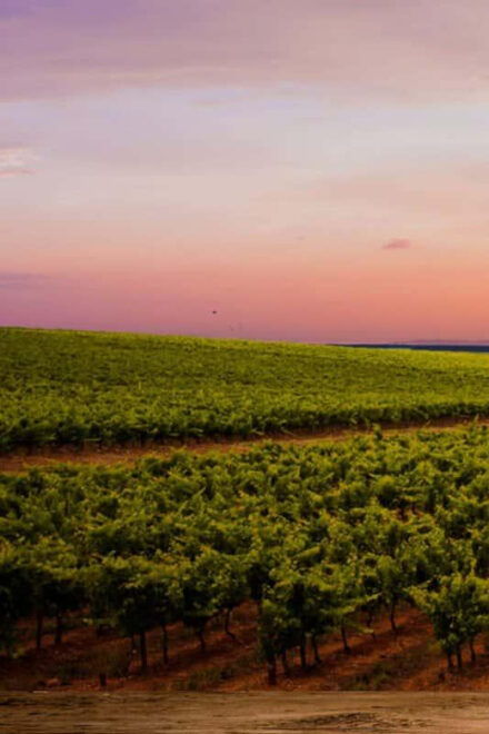 Aguascalientes: Blind Tasting at Hacienda De Letras Vineyard - Blind Tasting in the Cellar