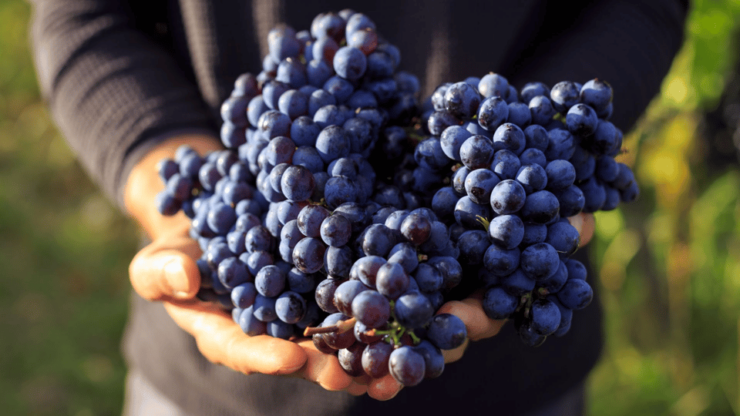 Aguascalientes: Wine Route With Tasting Included - Itinerary Details