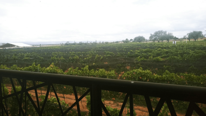 Aguascalientes: Wine Route With Tasting Included - Preparation and Important Information