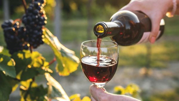 Aguascalientes: Wine Route With Tasting Included - Pickup Location and Transportation