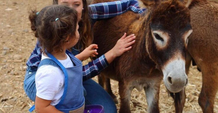 Agüimes: Be a Farmer for the Day at La Jaira De Ana - Experience Rural Life at La Jaira