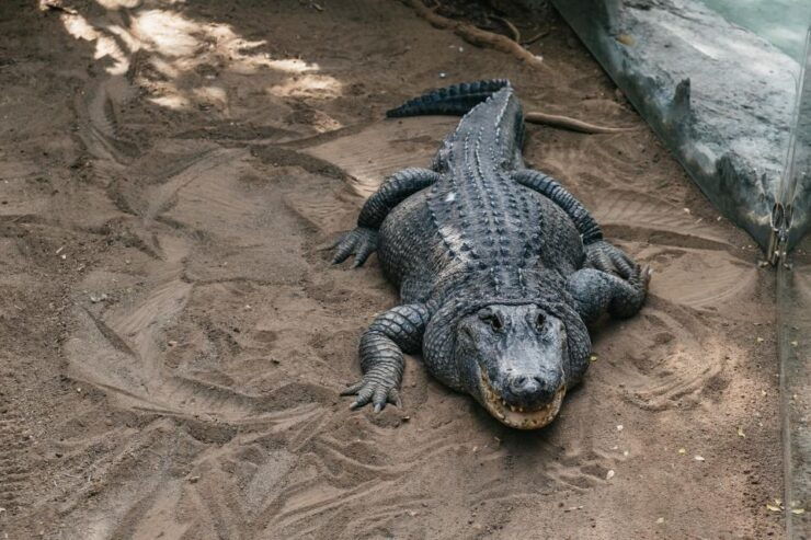 Agüimes: Cocodrilo Park Zoo Entry Ticket - Ticket Information