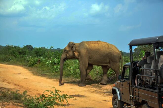 Ahangama: Udawalawe National Park Safari With Hotel Pickup - Wildlife to Expect